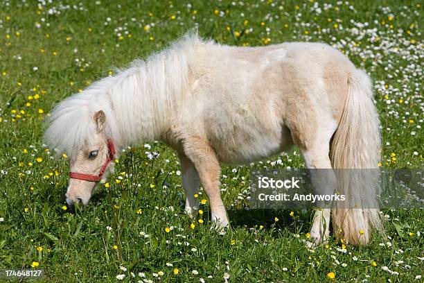 Grasen Falabella Stockfoto und mehr Bilder von Falabella Horse - Falabella Horse, Pferd, Blume