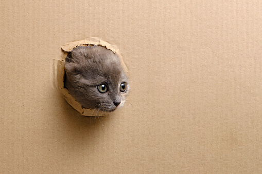 Small gray kitten struck its muzzle out cut out window in cardboard