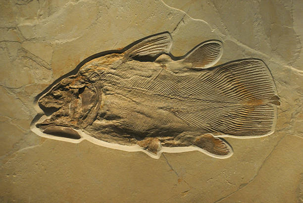 Fossilised Fish Fossilised Fish - Lybis polypterus MAnster. 160 to 140 milj. years old. fossil stock pictures, royalty-free photos & images