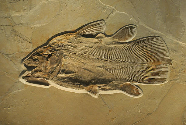 Fossilised Fish Fossilised Fish - Lybis polypterus MAnster. 160 to 140 milj. years old. vertebrate stock pictures, royalty-free photos & images