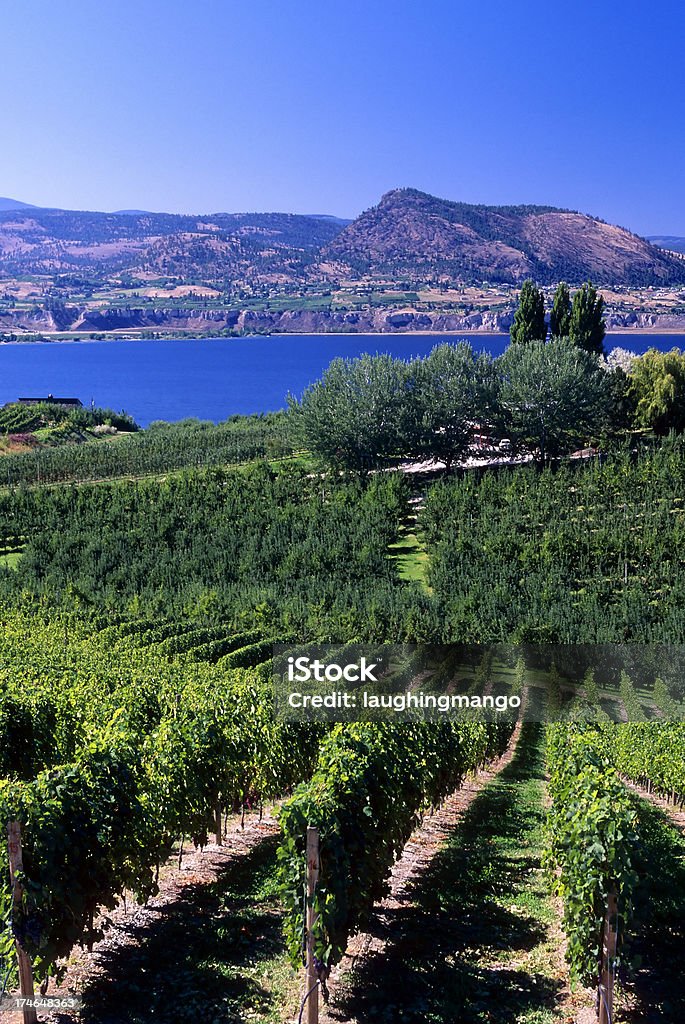 Estabelecimento Vinícola Lago paisagem rural - Royalty-free Agricultura Foto de stock