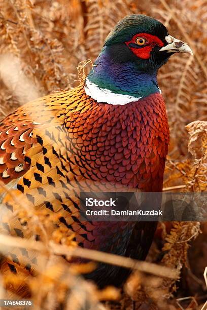 Common Pheasant Stock Photo - Download Image Now - Pheasant - Bird, Pheasant Meat, Hunting - Sport