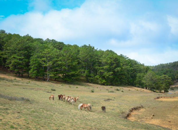 istock Wild horses on the hill 1746484544