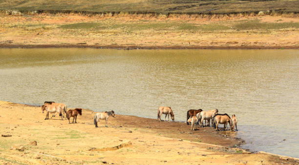 istock Wild horses on the hill 1746484862