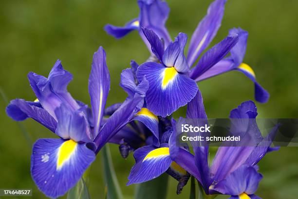 Photo libre de droit de Couleur Bleu Iris banque d'images et plus d'images libres de droit de Arbre en fleurs - Arbre en fleurs, Bleu, Botanique