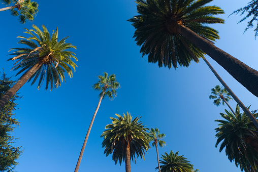 Looking up at palm trees in Beverly Hills