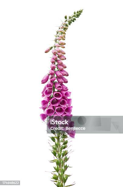 Fox Glove Stock Photo - Download Image Now - Foxglove, Cut Out, Flower
