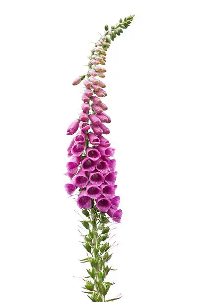 A majestic purple flower isolated on white.