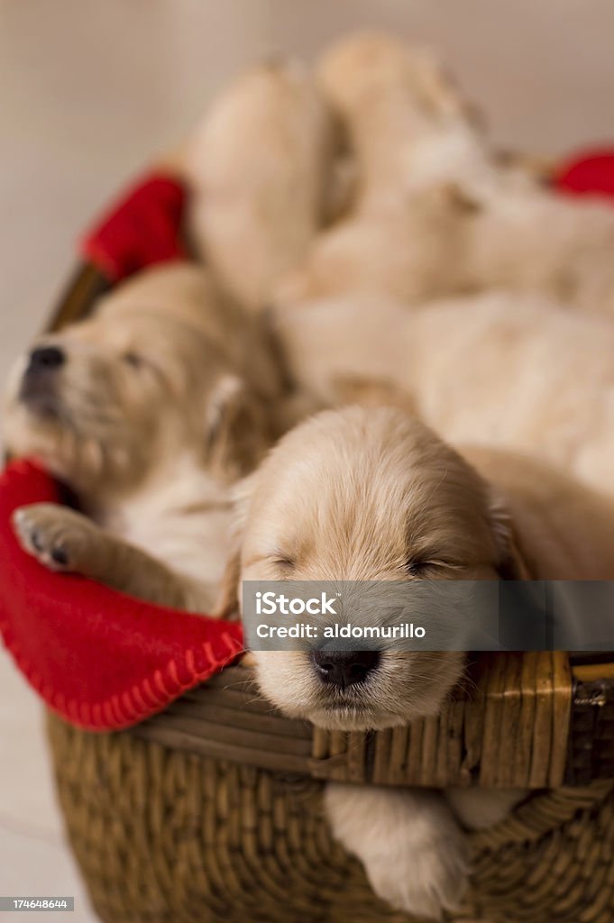 Группа щенками в корзину - Стоковые фото Близость роялти-фри