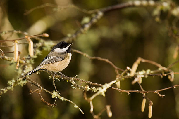 черношапочная гаичка - parus carolinensis стоковые фото и изображения