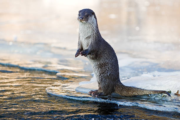 Otter In The Evening stock photo