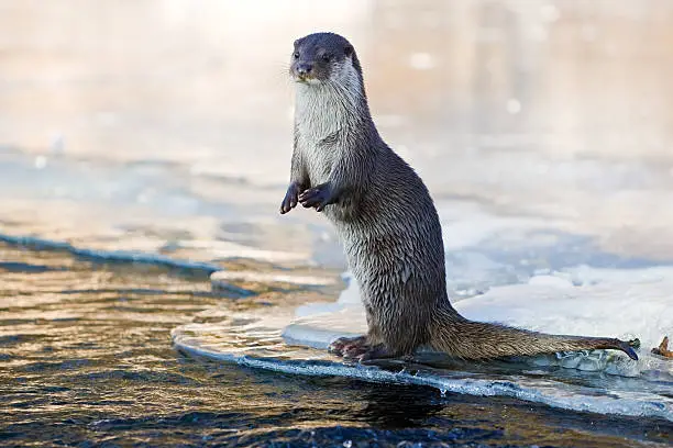 In the evening an european otter is standing on the ice near a creek. RAW-file developed with Adobe Lightroom. PLease have a look at my other otter photos.