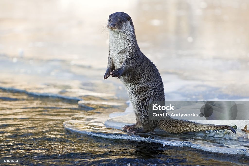 Lontra à noite - Foto de stock de Lontra royalty-free