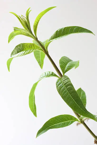 "Close-up of a twig of lemon verbena (aloysia citrodora, formerly lippia citriodora) shot against a plain light gray background with copy space.  The essential oil is used in perfumery and the scented leaves are used in herbal teas, to flavor food and in pot-pourri.This plant is called by so many names - aloysia citrodora seems to be the most common, but also found are vervain, lippia citriodora, aloysia citriodora, lippia triphylla, herb louisa, (herba luisa in Spain and cedron in South America, verveine citronelle or verveine odorante in France), lemon beebrush. I have used vervain as a keyword but that seems to be used mostly for verbena hastata (blue verbena)."