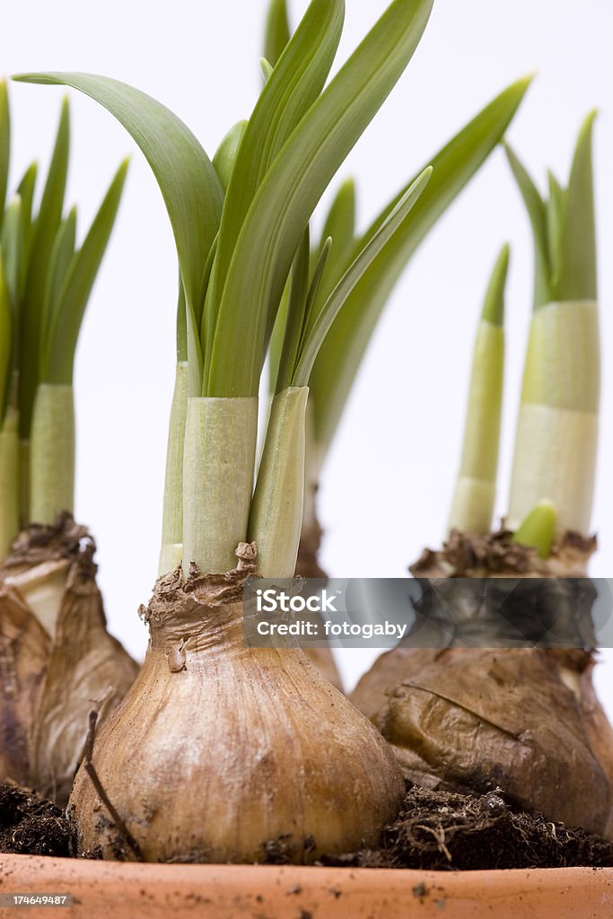 Narciso - Foto de stock de Bulbo libre de derechos