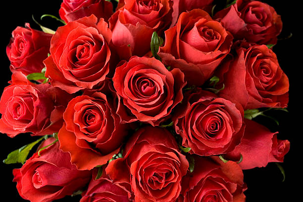 roses rouges - dozen roses rose flower arrangement red photos et images de collection