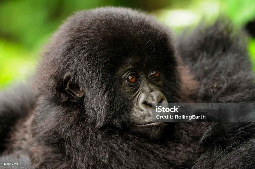 Mãe com Bebê gorila da montanha - Foto de stock de Animais em Extinção royalty-free