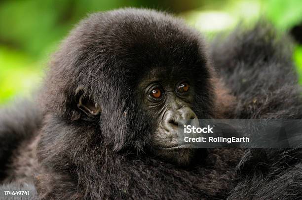 Foto de Mãe Com Bebê Gorila Da Montanha e mais fotos de stock de Animais em Extinção - Animais em Extinção, Animal, Animal selvagem