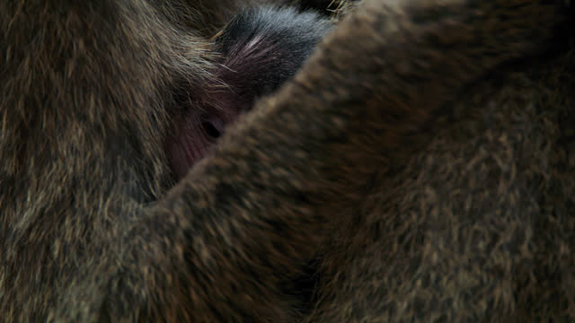 SLO MO Little baby baboon plays in mother's lap in the forest