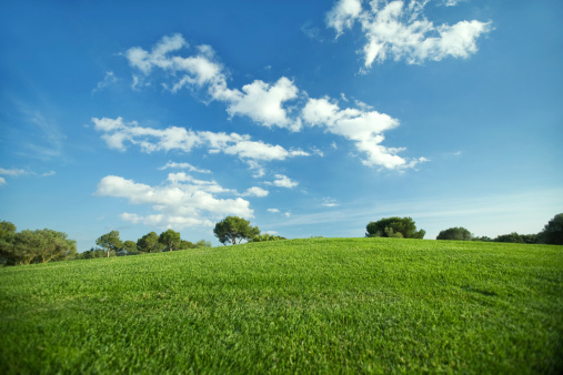 View of Midwestern soybean field in summer; hills and blue sky in background