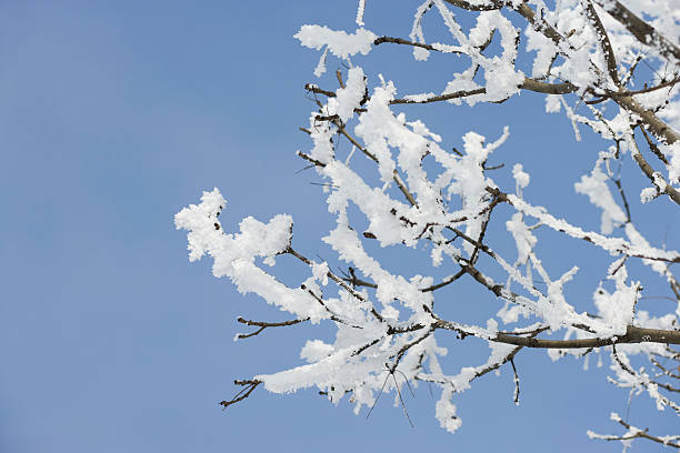 istock Branch covered in snow. Close-up. 174650013