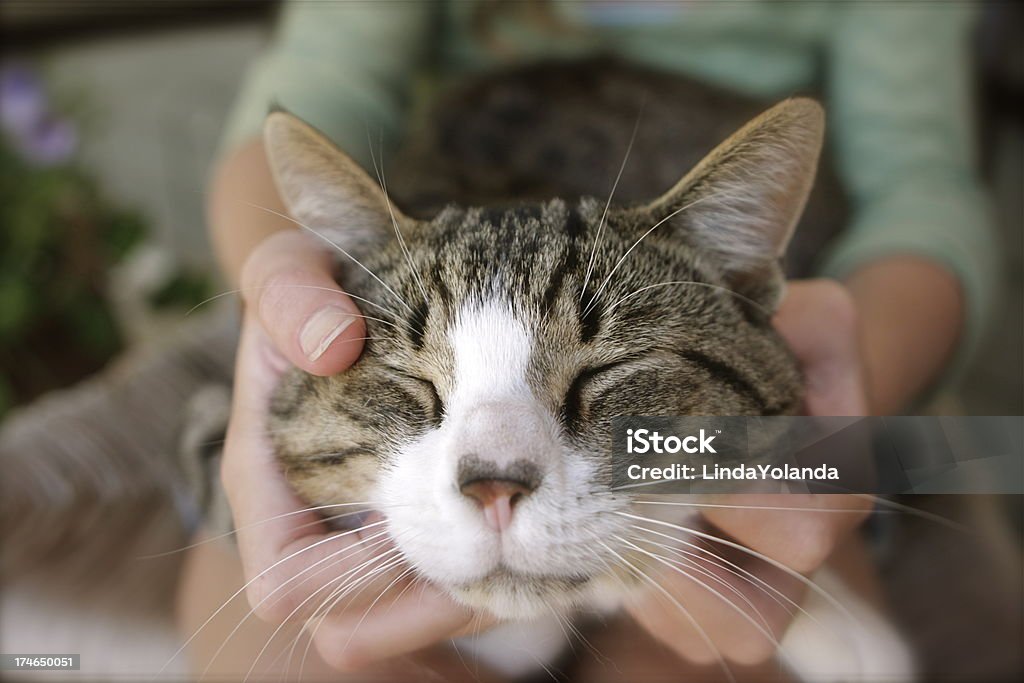 Glückliche Cat - Lizenzfrei Hauskatze Stock-Foto