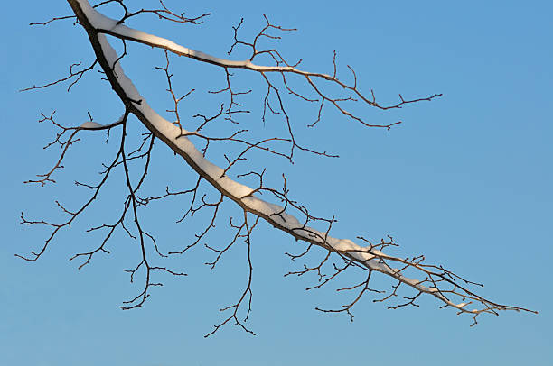 雪の冬のブランチ - clear sky diagonal snow winter ストックフォトと画像