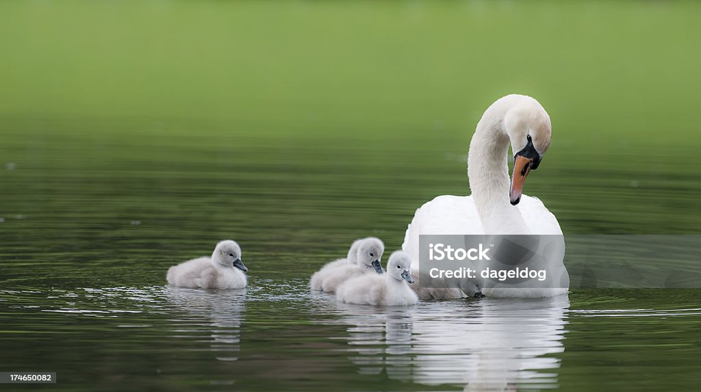 ugly ducklings white swan with her five cygnets Swan Stock Photo