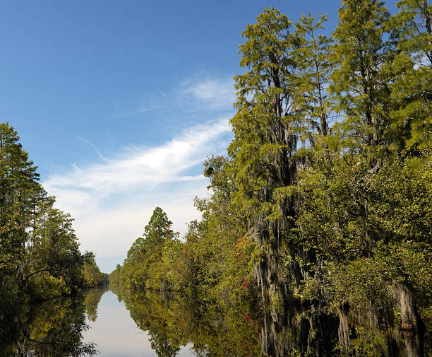 Large Alligator on bank above dark waters of Okefenokee Swamp in Okefenokee National Wildlife Refuge near Waycross, Georgia.