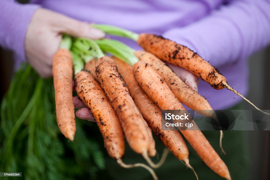 Recién extraída orgánicos zanahorias - Foto de stock de Agarrar libre de derechos