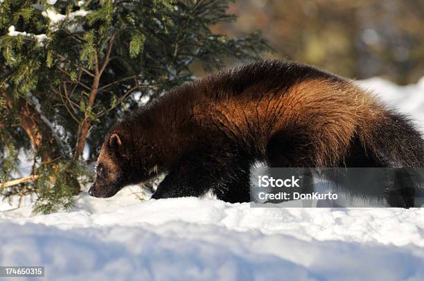 Wolverine Stock Photo - Download Image Now - Wolverine - Weasel Family, Animal, Animals Hunting