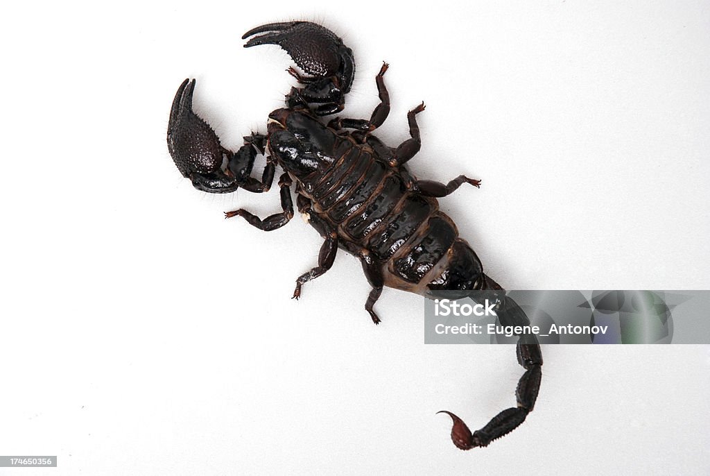 Scorpione - Foto stock royalty-free di Insetto