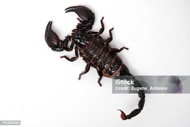 Scorpione - Fotografie stock e altre immagini di Insetto - Insetto, Pungere, Animale