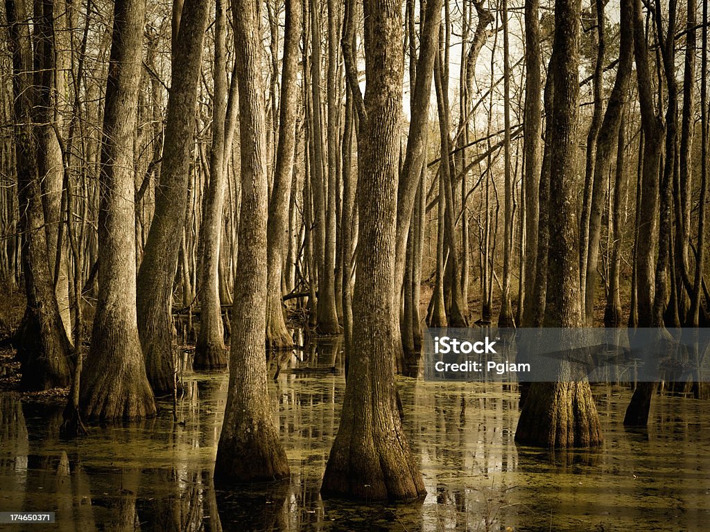 Swamp w Mississippi - Zbiór zdjęć royalty-free (Rzeka Mississippi)