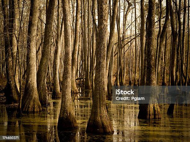 Swamp W Mississippi - zdjęcia stockowe i więcej obrazów Rzeka Mississippi - Rzeka Mississippi, Stan Missisipi, Bagno