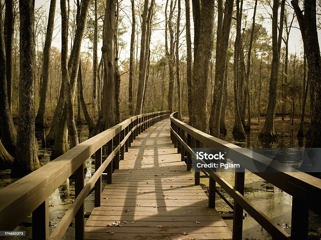 Swamp in Mississippi Bayou on the Natchez Trace Parkway Mississippi River Stock Photo