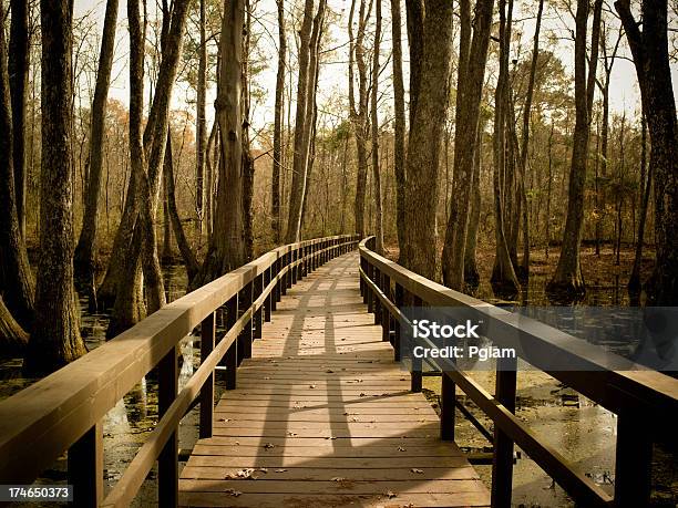 Foto de Pântano Em Mississippi e mais fotos de stock de Rio Mississipi - Rio Mississipi, Mississippi, Natchez Trace Parkway