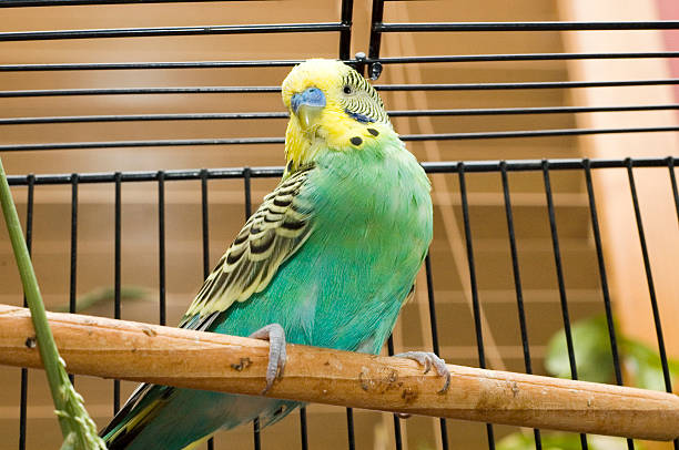 istock Green Budgie in a cage 174650492