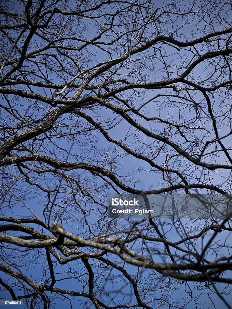 Fondo de árbol - Foto de stock de Abstracto libre de derechos