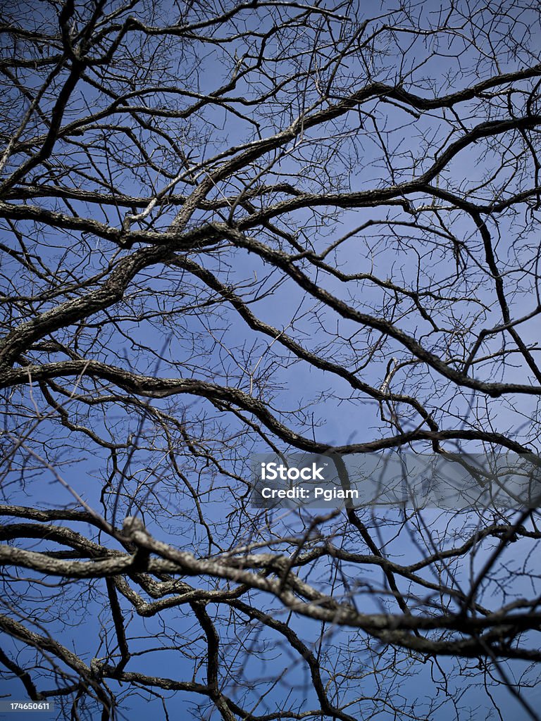 木の背景 - カラー画像のロイヤリティフリーストックフォト
