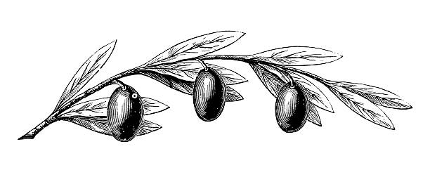 Olive Tree Branch with Fruits "Antique engraving of an olive tree branch with fruits, isolated on white. Very high XXXL resolution image scanned at 600 dpi. CLICK ON THE LINKS BELOW FOR HUNDREDS SIMILAR IMAGES:" olive fruit stock illustrations
