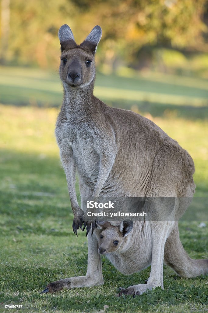 Mutter Känguru - Lizenzfrei Australische Kultur Stock-Foto