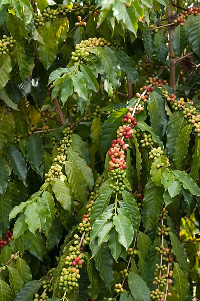 café - kona coffee fotografías e imágenes de stock