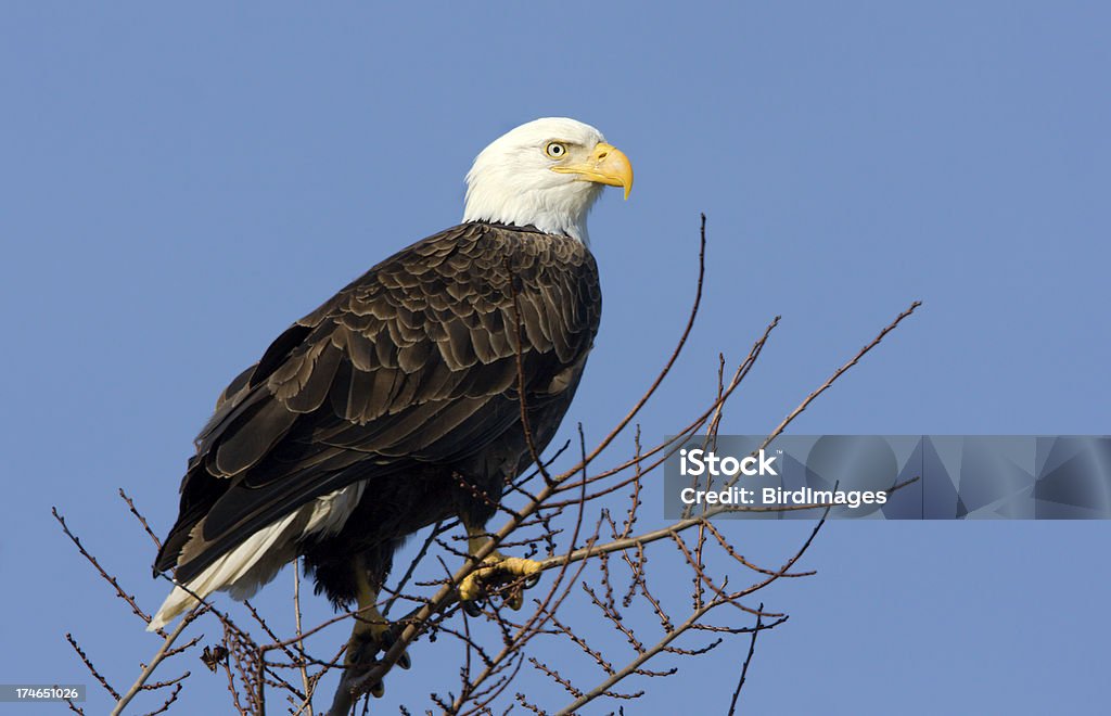 Weißkopfseeadler mit blauer Himmel Hintergrund - Lizenzfrei Adler Stock-Foto