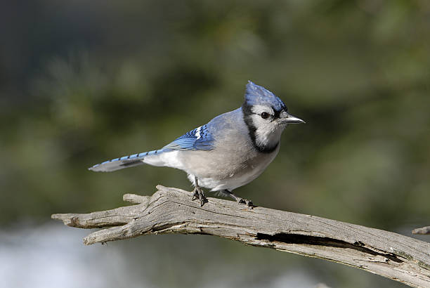 Blue Jay on a cold winter day stock photo