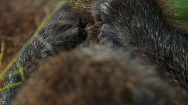 SLO MO Close-up shot of a baboon grooming another's fur