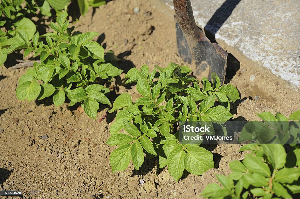 Batata Plantas no jardim - Foto de stock de Agricultura royalty-free