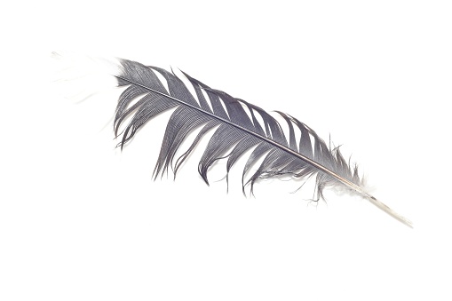 Closed up Bird's Feather - white background.