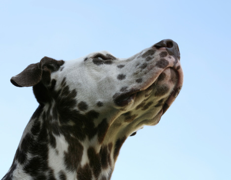 A big dalmata dog looking up at heaven