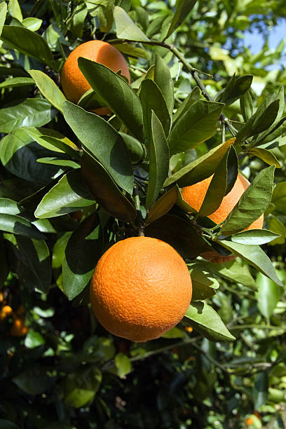 istock Close-up of fresh ripe orange on tree 174651644